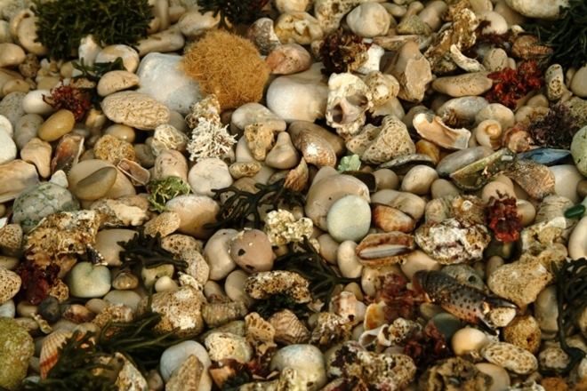 Frutti e colori del mare